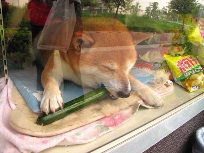 Японская собака работает продавцом в киоске