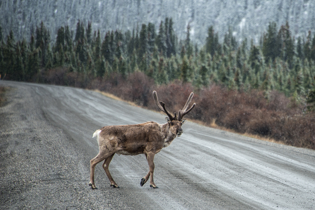 Животные Аляски