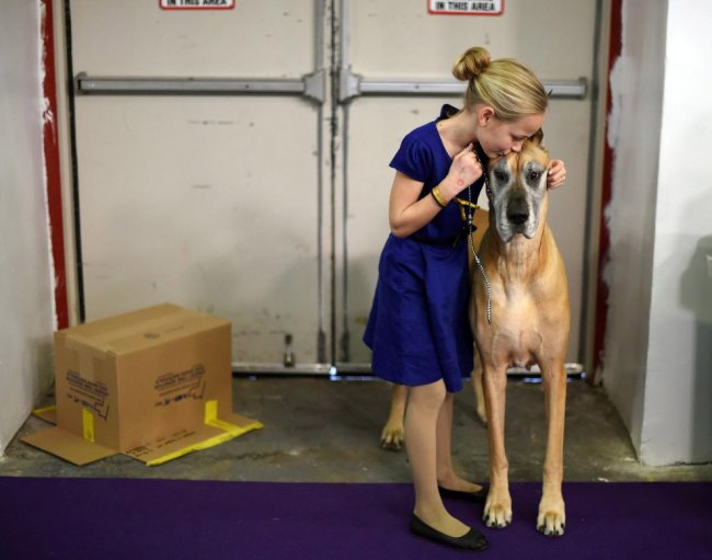 Как проходит выставка собак Westminster Kennel Club 2015