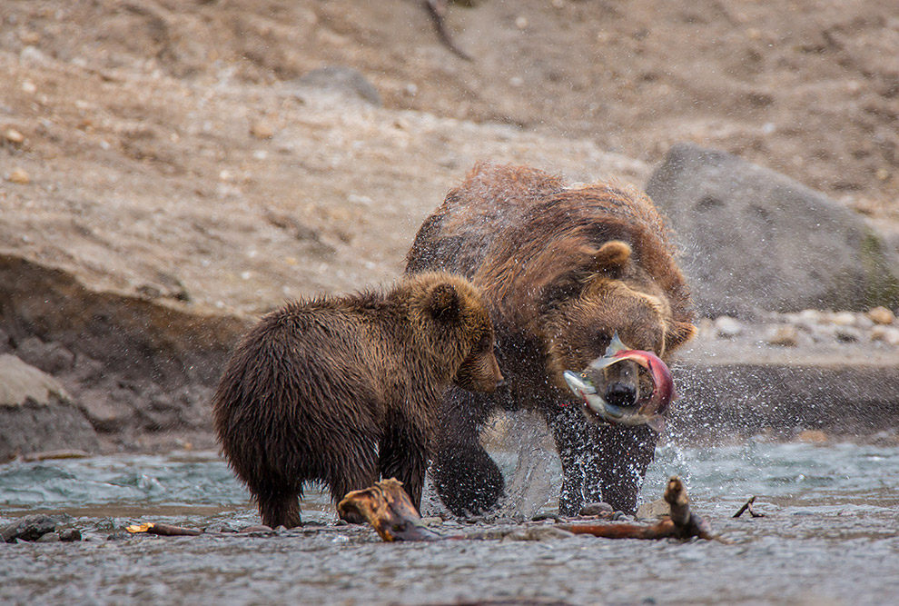 Первозданная Камчатка: Земля медведей