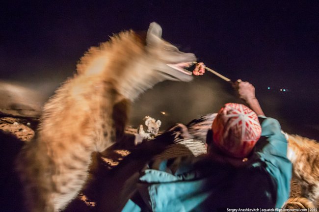 Развлечение не для слабонервных: кормление гиен в Хараре