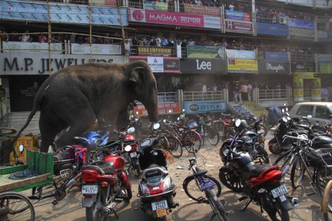 Дикая слониха устроила погром в индийском городе