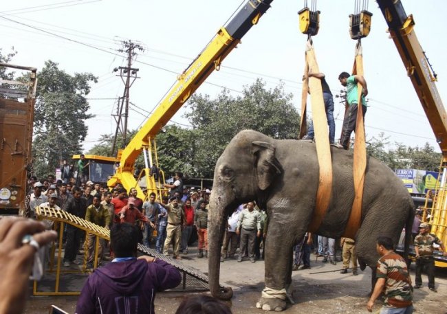 Дикая слониха устроила погром в индийском городе