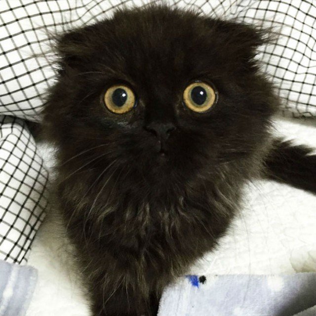 Удивленный кот по кличке Гимо (15 фото)