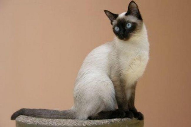 Любопытные факты о сиамских кошках