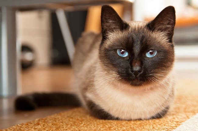 Любопытные факты о сиамских кошках