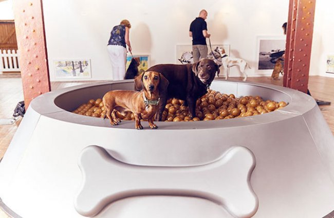 Запах старых ботинок и миска для еды вместо ванны: современное искусство для собак