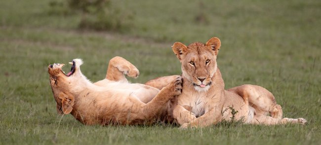 Необычный конкурс Comedy Wildlife Photography Awards 2016