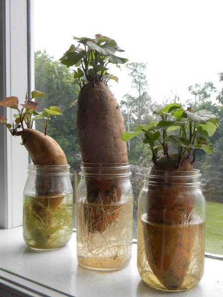 15 овощных культур, которые можно выращивать дома на подоконнике