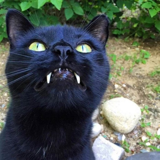 Кот-вампир с большими клыками