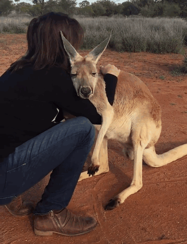 Самый ласковый кенгуру на свете, который обожает обниматься