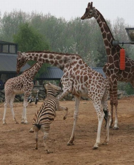 Как дерутся жирафы (7 фото)
