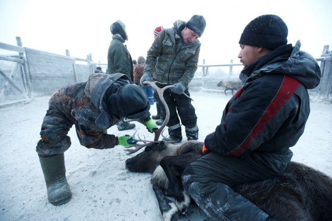 Оленеводы в Заполярье