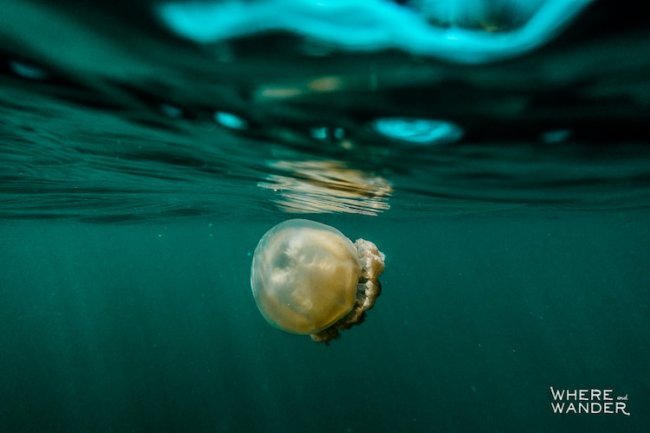Фотограф поплавал в окружении миллионов медуз и остался доволен