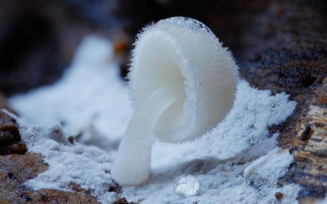 Макрофотографии грибов и лишайников Steve Axford