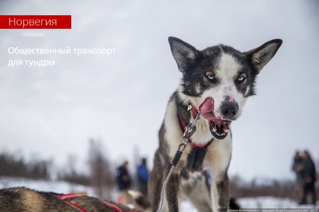 Собачий общественный транспорт в Норвегии