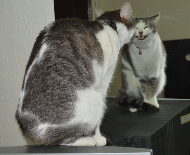 Странное поведение кошек (29 фото)
