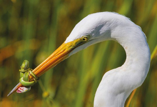 Победители «птичьего» конкурса Bird Photographer of the Year 2017