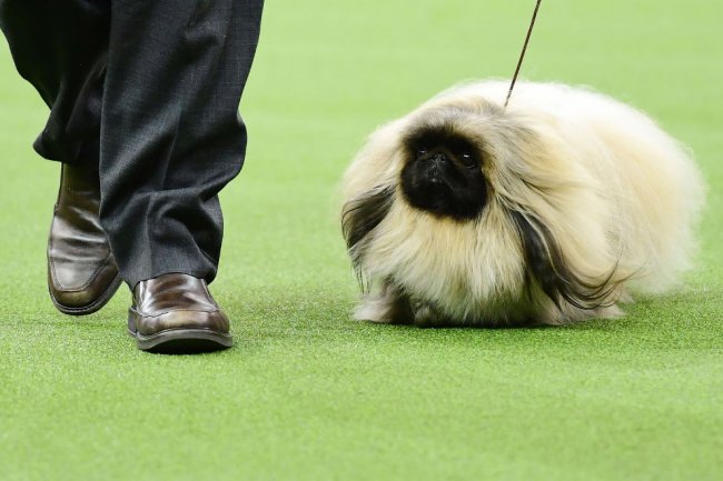 Выставка собак Westminster Kennel Club 2019