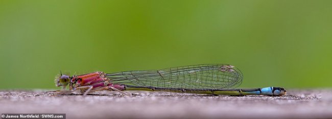 Конкурс фотографий дикой природы Essex Wildlife Trust