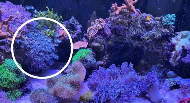Кораллы из обычного аквариума чуть не убили московскую семью.